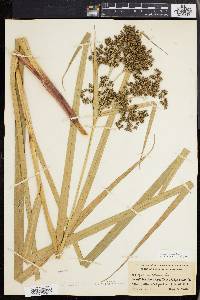 Scirpus expansus image