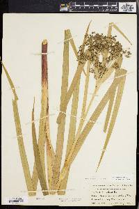 Scirpus expansus image