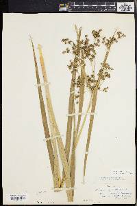 Scirpus expansus image