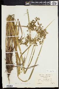 Scirpus expansus image