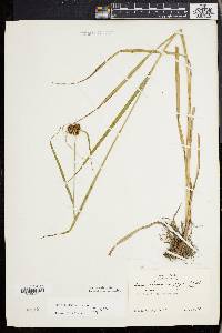 Scirpus georgianus image