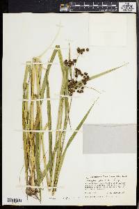 Scirpus georgianus image