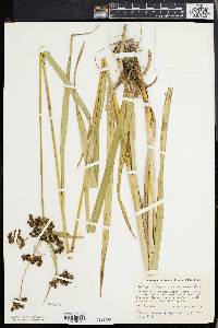 Scirpus georgianus image