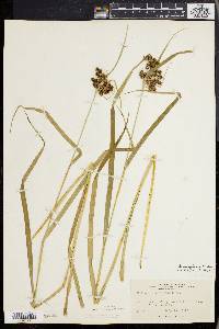 Scirpus georgianus image