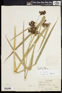 Scirpus georgianus image