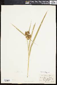 Scirpus georgianus image