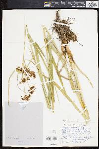 Scirpus georgianus image