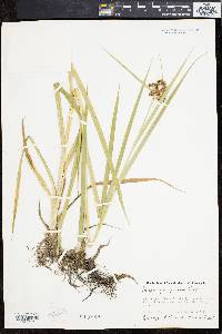 Scirpus georgianus image