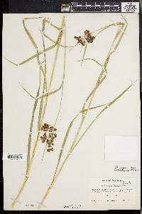 Scirpus georgianus image