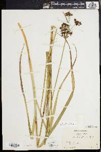 Scirpus georgianus image