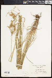 Scirpus atrocinctus image