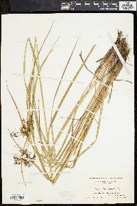 Scirpus atrocinctus image