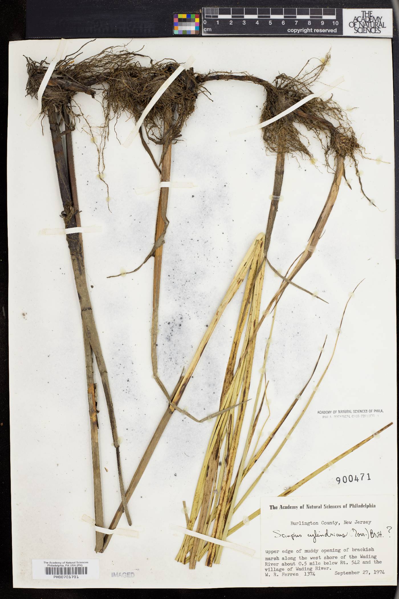 Scirpus cylindricus image