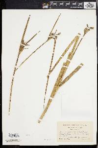 Scirpus cylindricus image