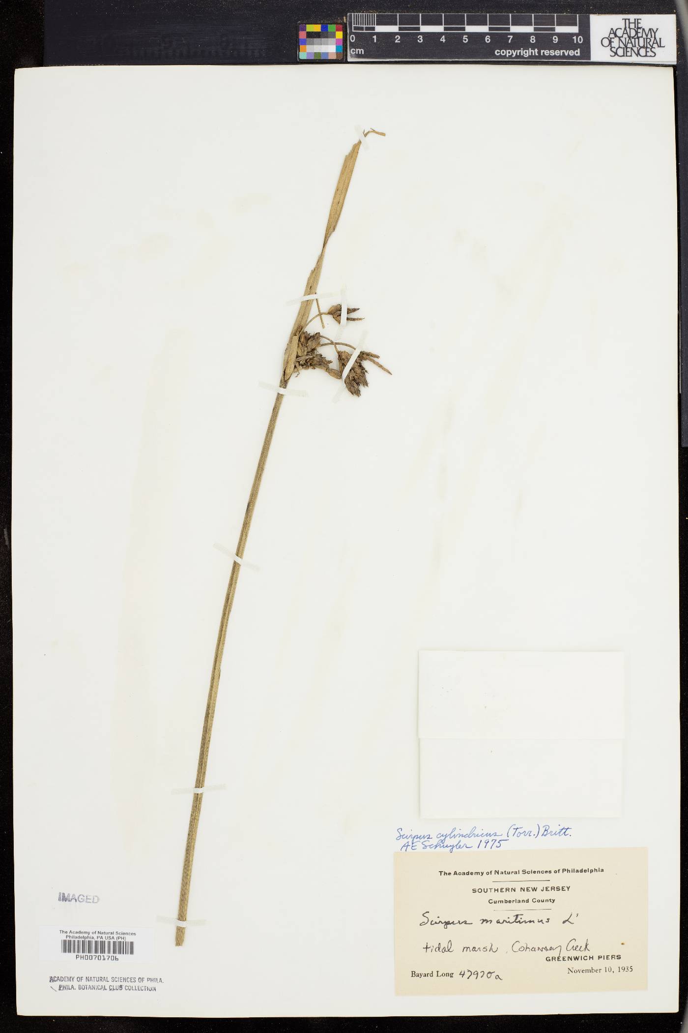 Scirpus cylindricus image