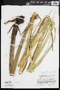 Scirpus cylindricus image