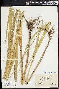 Scirpus cylindricus image