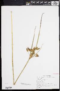 Scirpus cylindricus image