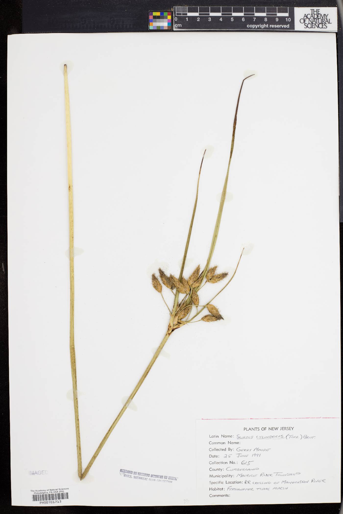 Scirpus cylindricus image