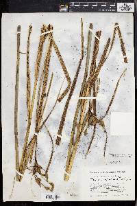 Scirpus cylindricus image