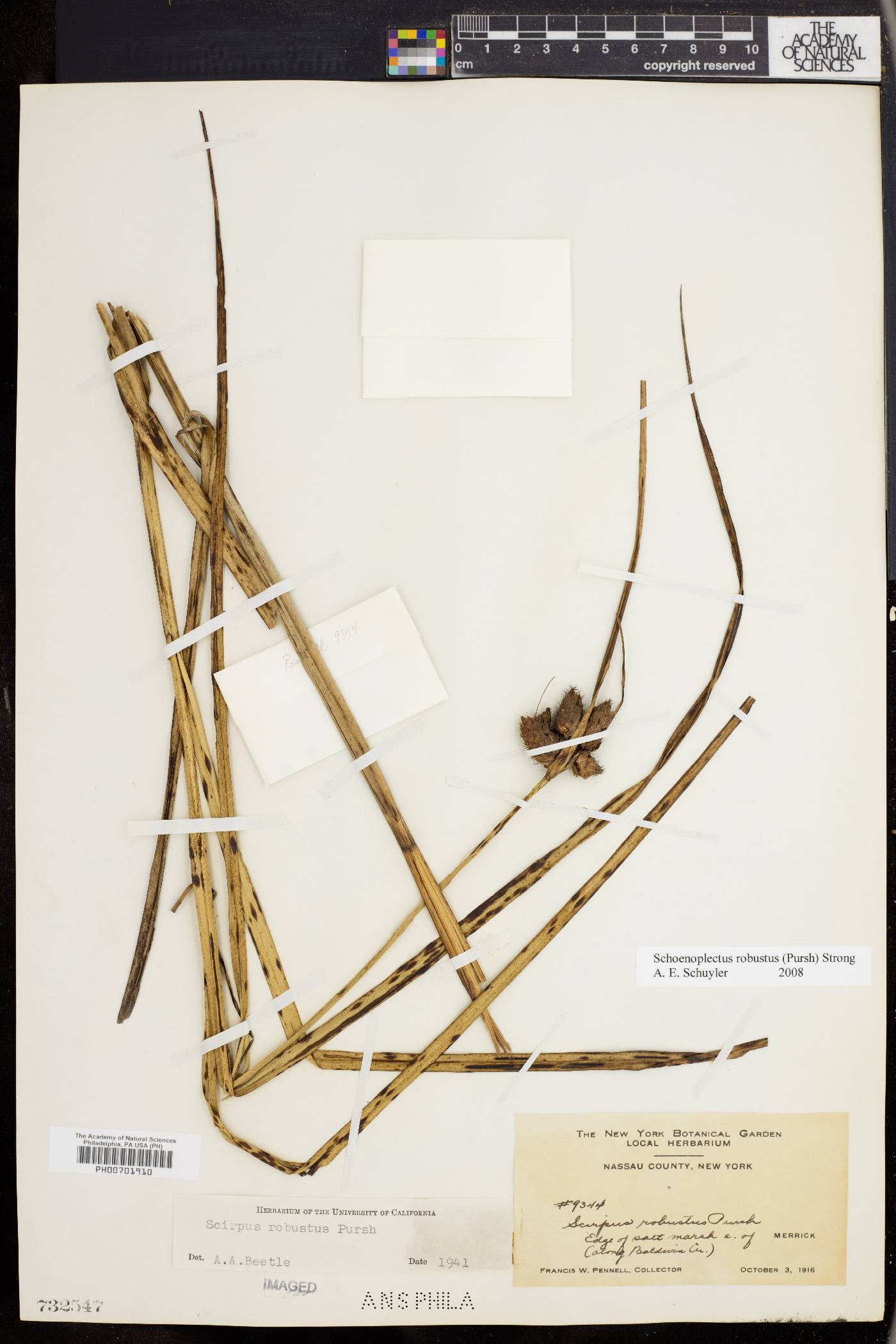 Bolboschoenus robustus image