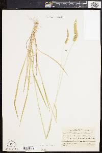 Anthoxanthum odoratum image