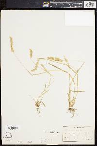 Anthoxanthum odoratum image