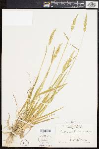 Anthoxanthum odoratum image