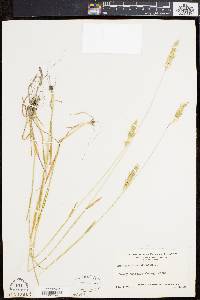 Anthoxanthum odoratum image