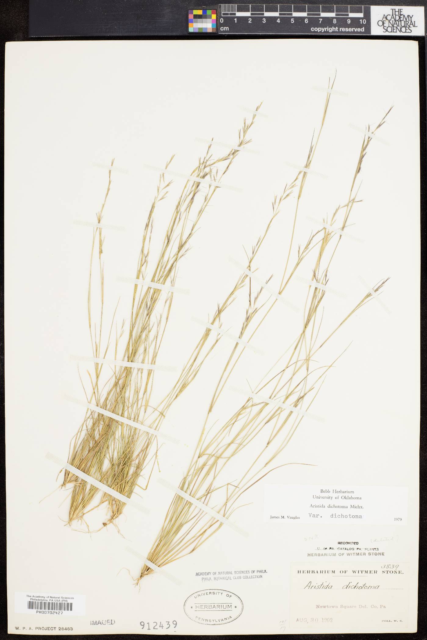 Aristida dichotoma image