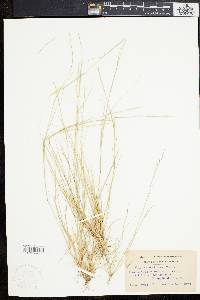 Aristida dichotoma image