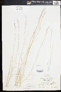 Aristida dichotoma image