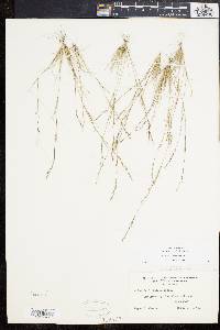 Aristida dichotoma image