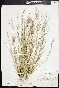 Aristida dichotoma image