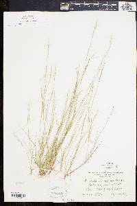 Aristida dichotoma image