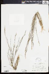 Aristida dichotoma image