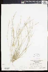 Aristida dichotoma image