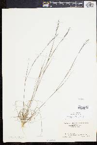 Aristida dichotoma image