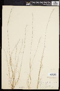 Aristida longespica image