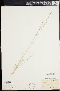 Aristida longespica image