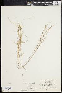 Aristida longespica image