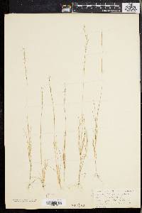 Aristida longespica image