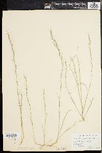 Aristida longespica image