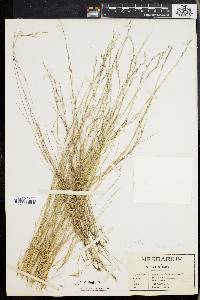 Aristida longespica image