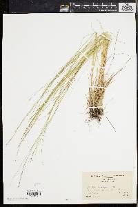 Aristida longespica image