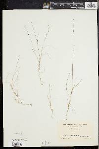 Aristida longespica image