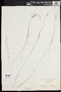 Aristida longespica image