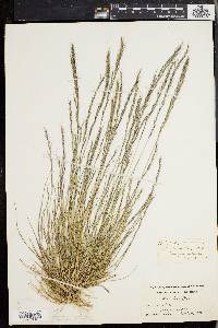 Aristida longespica image