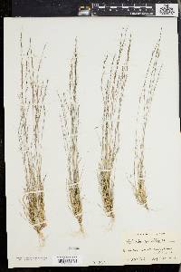 Aristida longespica image