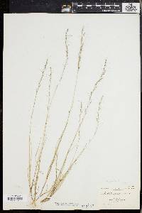 Aristida longespica image